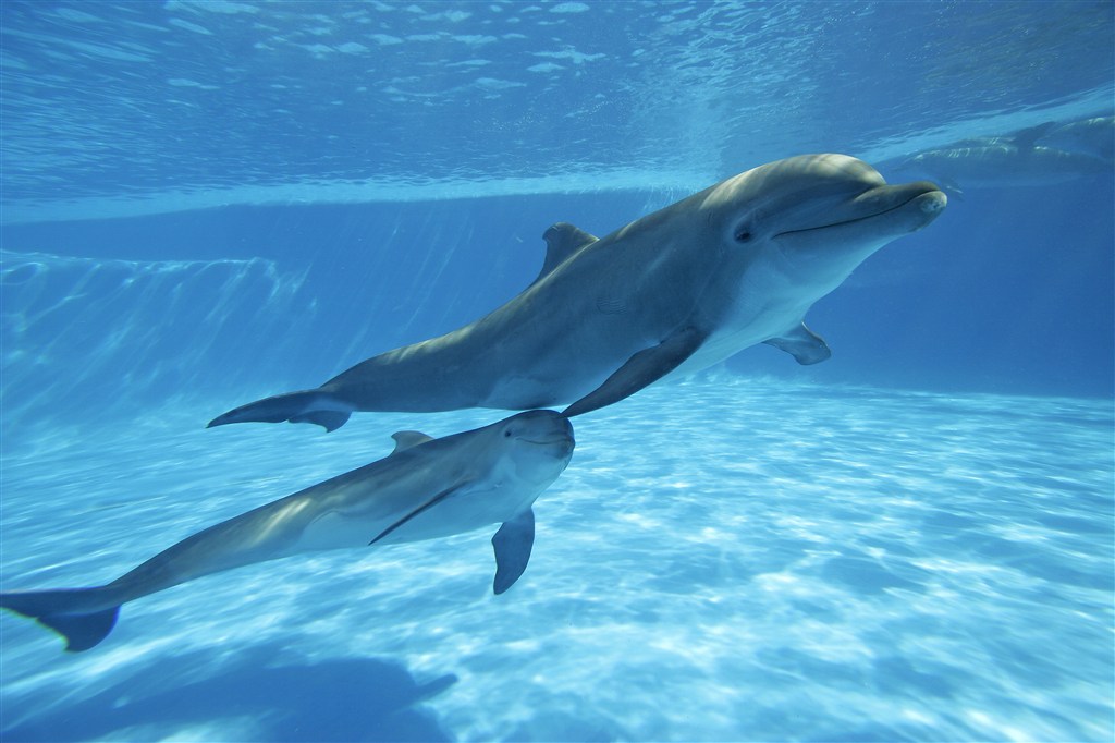 两条深海里的海豚图片