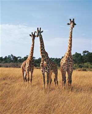 高中矮三头长颈鹿图片