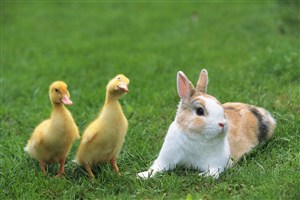 两只小鸭子与兔子图片-030