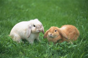 草地上两只兔子图片