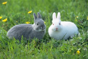 白色兔子与灰色兔子图片