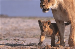 散步中的大小狮子图片