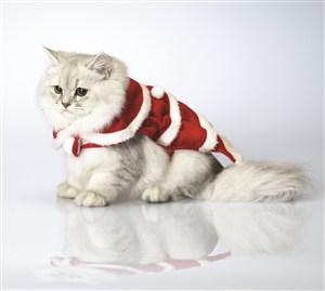 肥肥的圣诞服猫咪图片