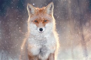 飘着雪的天空下狐狸图片