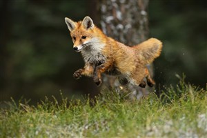 跳跃的狐狸图片