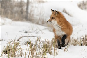 坐在雪地里的狐狸图片