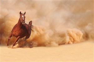 沙漠里奔跑的骏马图片
