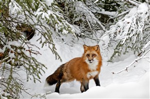 雪松下的狐狸图片