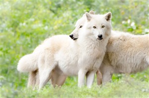两头拥抱的狼图片
