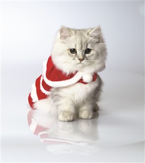 穿着圣诞服装的猫咪图片
