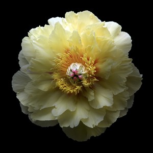 超高清唯美黄牡丹鲜花图片