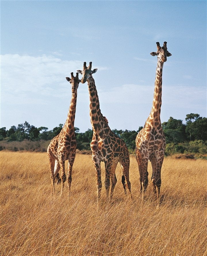 长颈鹿高矮图片图片