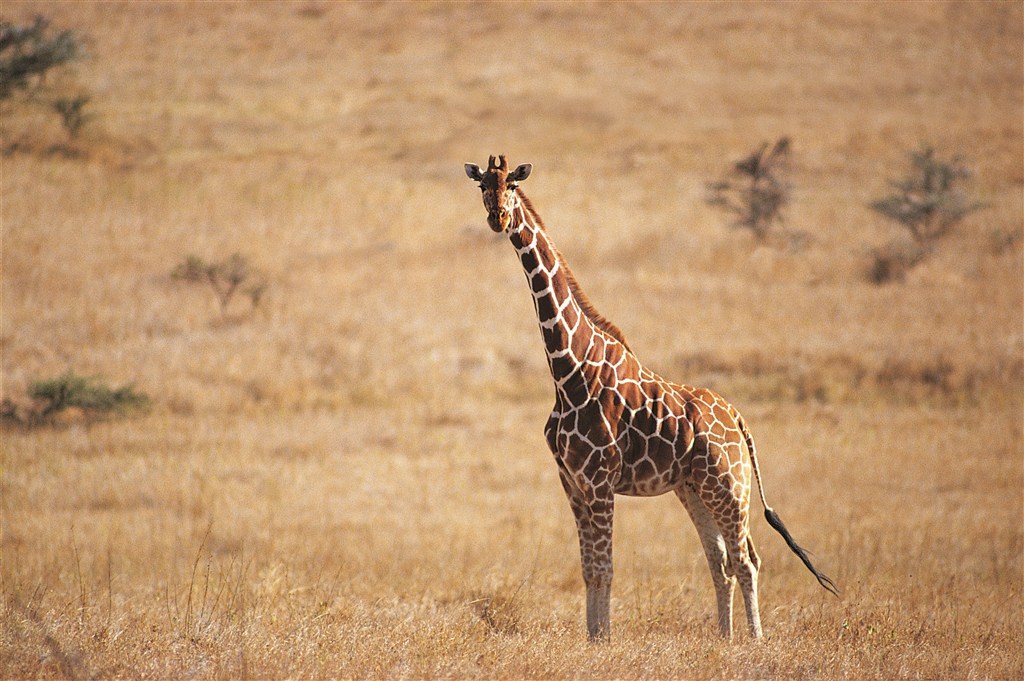 枯草地上的长颈鹿图片