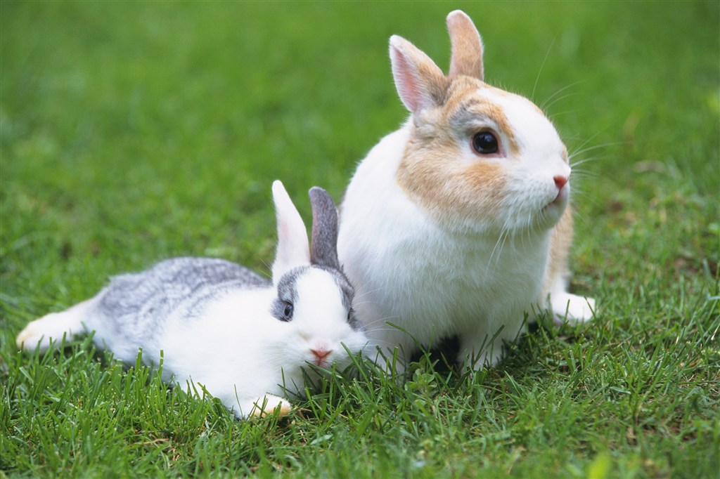 两只可爱的兔子图片