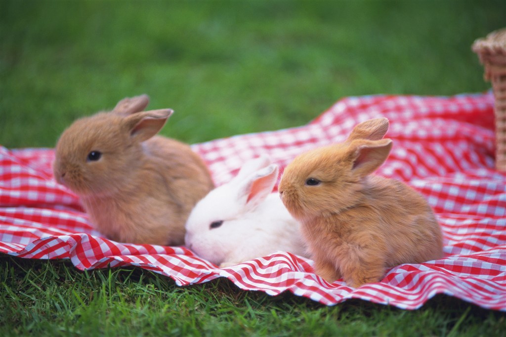 三只可爱的兔子图片