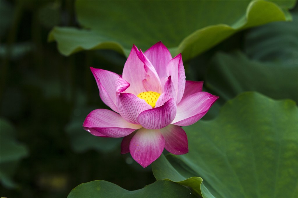 唯美粉色荷花鮮花圖片