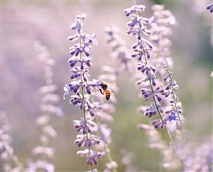 高清唯美蜜蜂鲜花图片