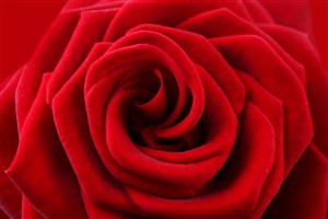 唯美红色玫瑰花鲜花图片