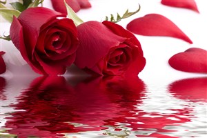 水波纹玫瑰花鲜花图片