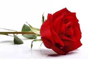 单枝红玫瑰花图片