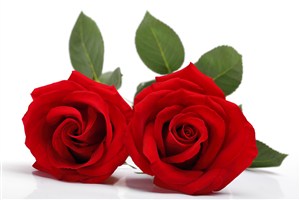 双朵红玫瑰花图片