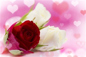 唯美红白玫瑰花鲜花图片