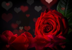 唯美高清红色玫瑰花鲜花图片