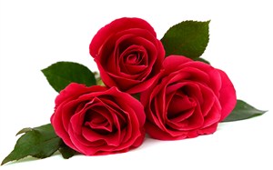 唯美高清红色玫瑰花鲜花图片