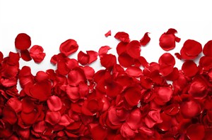 高清唯美红色玫瑰花瓣图片