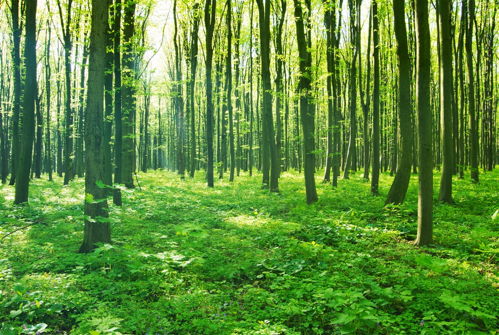 高清唯美森林树林风景图片