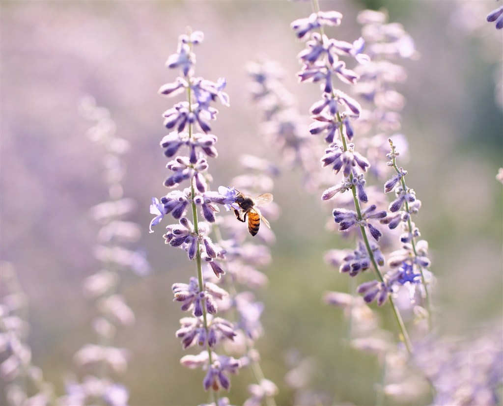 高清唯美蜜蜂鲜花图片