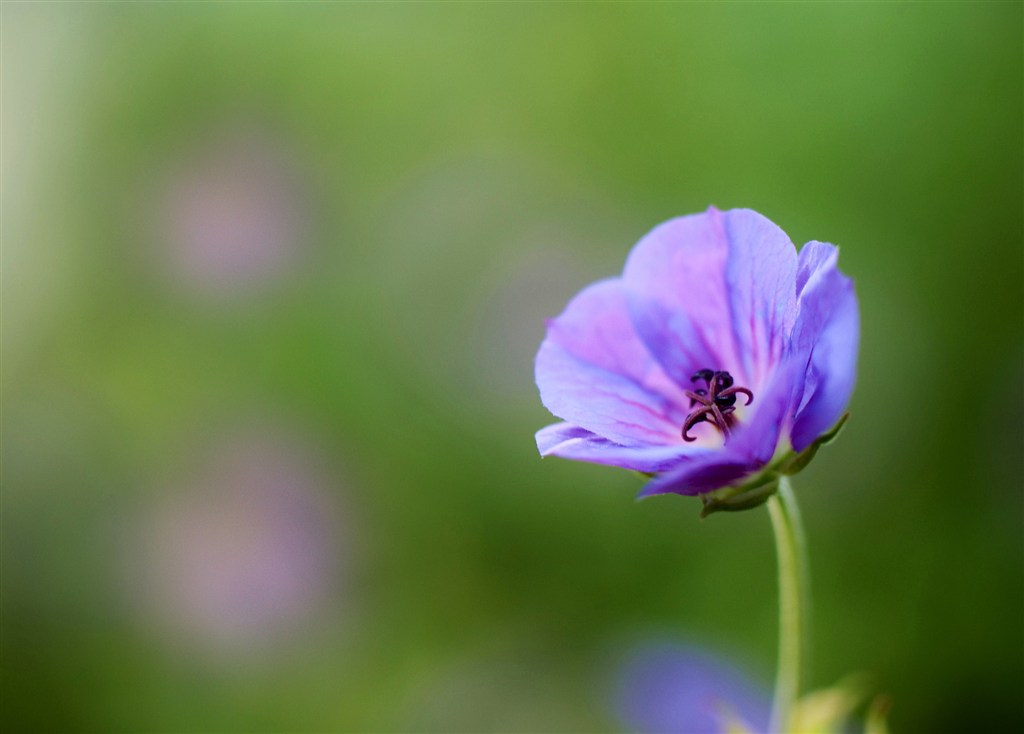 唯美高清特寫(xiě)鮮花圖片