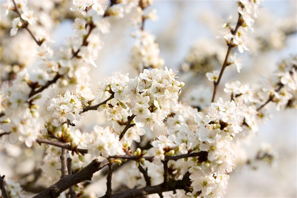 满树唯美洁白樱花鲜花图片