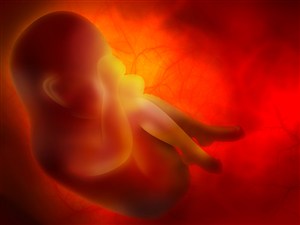 孕期母体内的宝宝高清图片