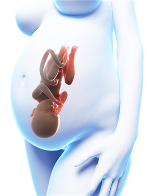 孕妇透视胎儿高清图片