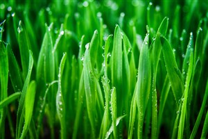 绿色小草上面的小水珠高清图片