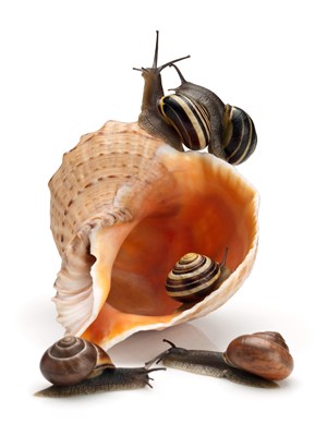 爬在贝壳里的蜗牛高清图片