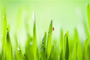 绿色小草上的瓢虫高清图片