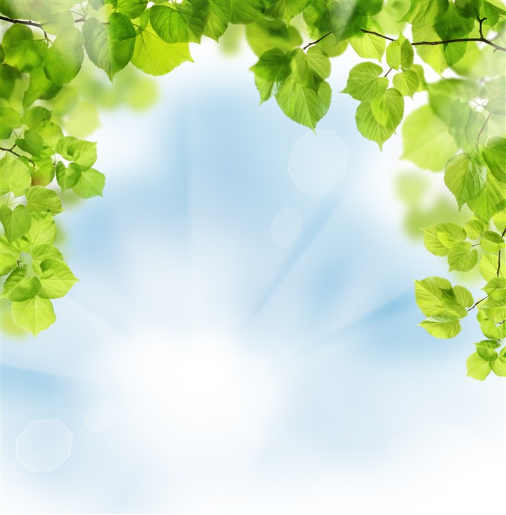 阳光照耀的绿色树叶高清图片
