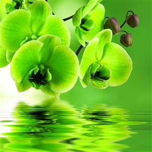 水面上的绿色蝴蝶兰高清图片
