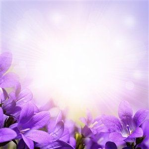 光芒下的紫色花朵高清图片
