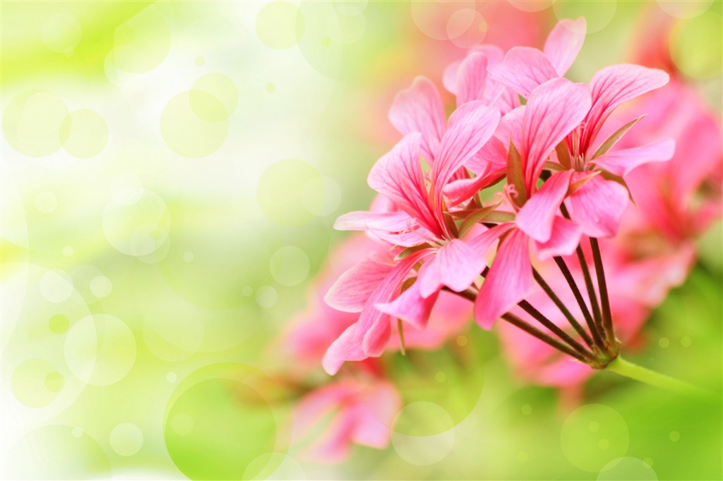 唯美粉红色花朵高清图片