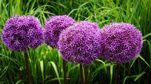 紫色葱花图片