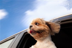 把头伸出车窗外的宠物狗狗图片