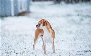 雪地里的宠物狗狗图片