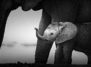 可爱小宝宝大象图片