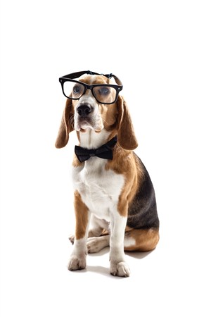 戴眼镜的猎兔犬狗狗图片