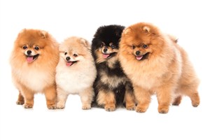 四条可爱的博美犬狗狗图片