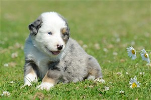 草地上的杰克罗素梗犬狗狗图片