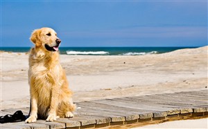 海边的金毛犬狗狗图片